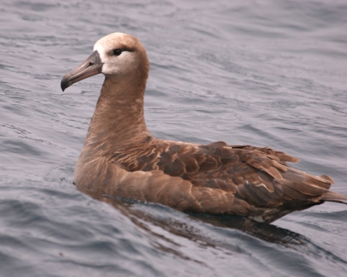 Black-footed Albatross